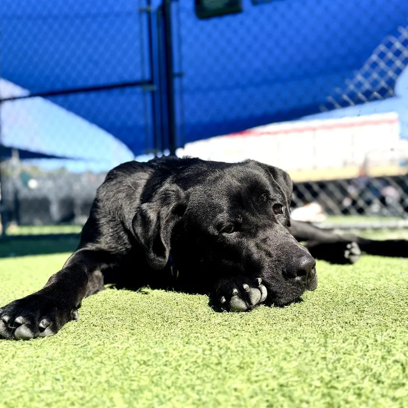 Bixley A thumbnail 6