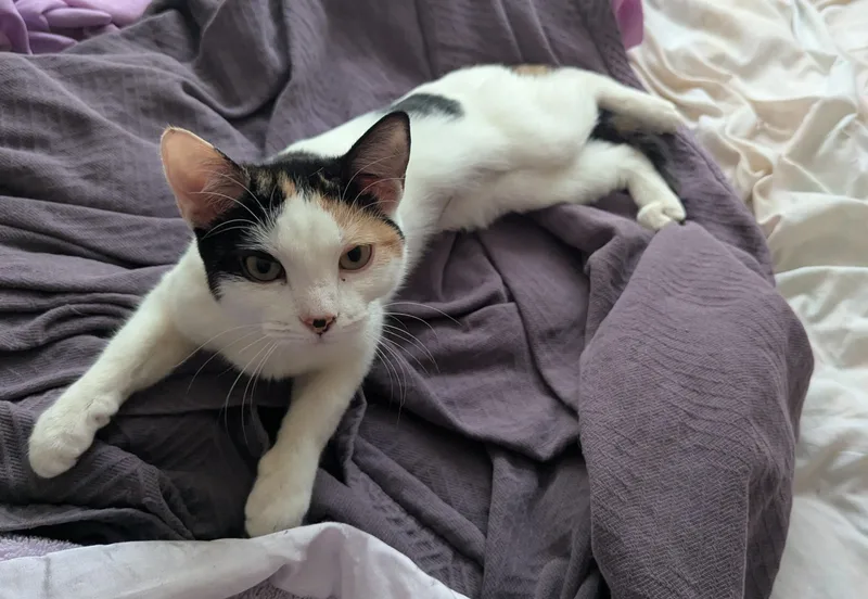 Penelope thumbnail 2