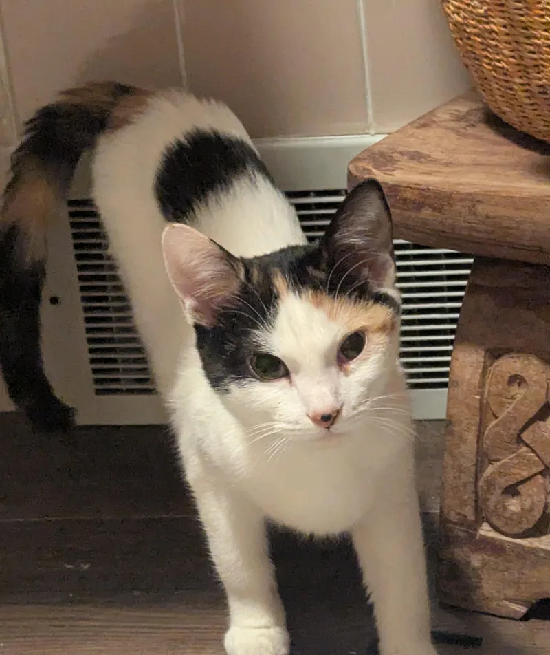 Penelope thumbnail 3