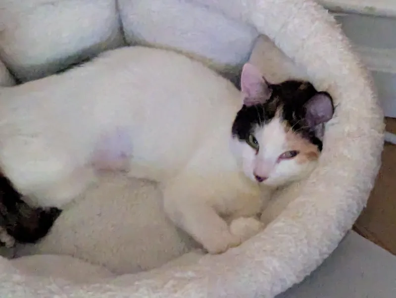 Penelope thumbnail 4