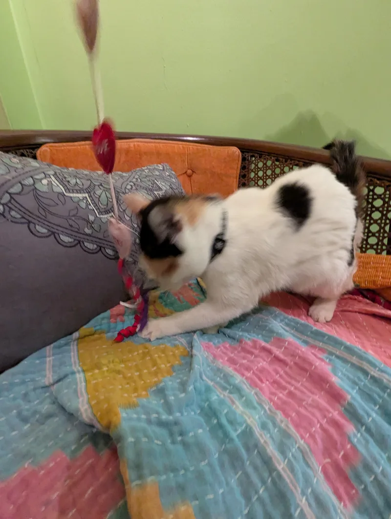 Penelope thumbnail 5