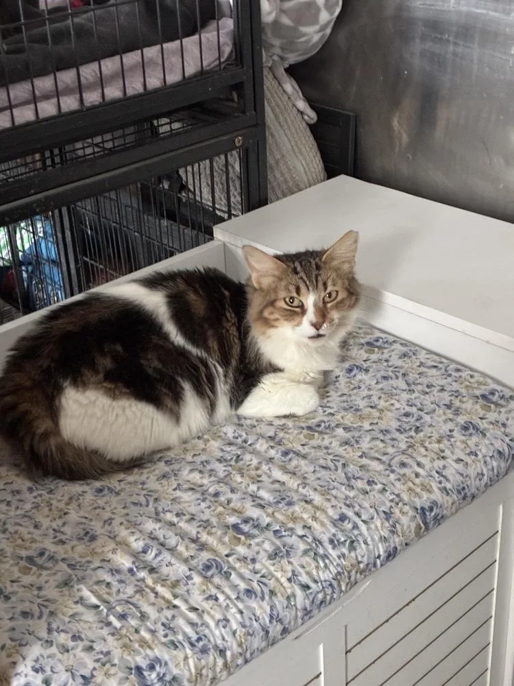 Rosalina thumbnail 2