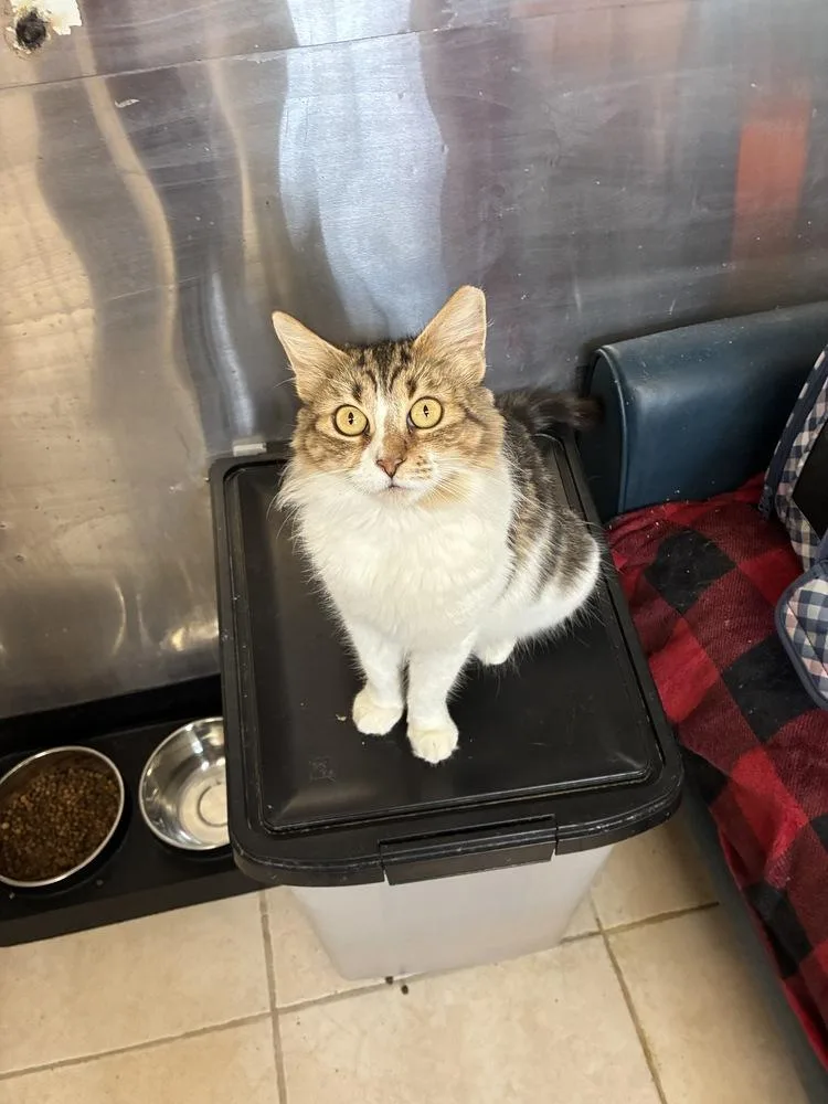 Rosalina thumbnail 3