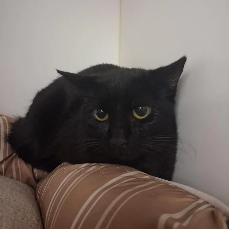 Marcella thumbnail 2