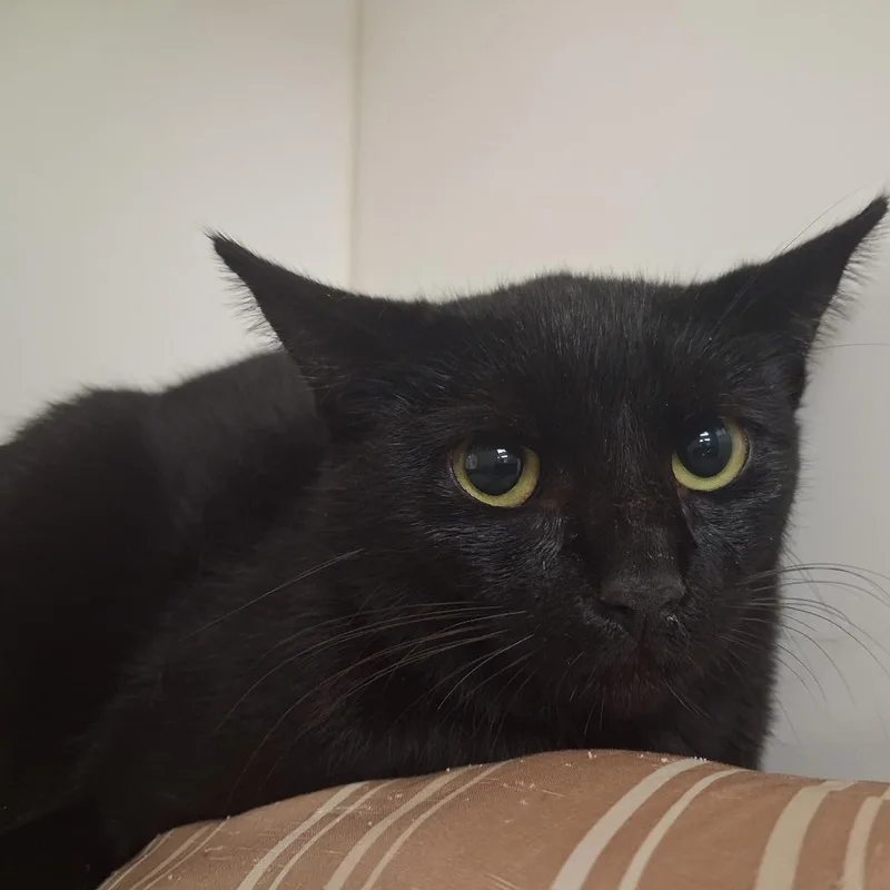 Marcella thumbnail 3