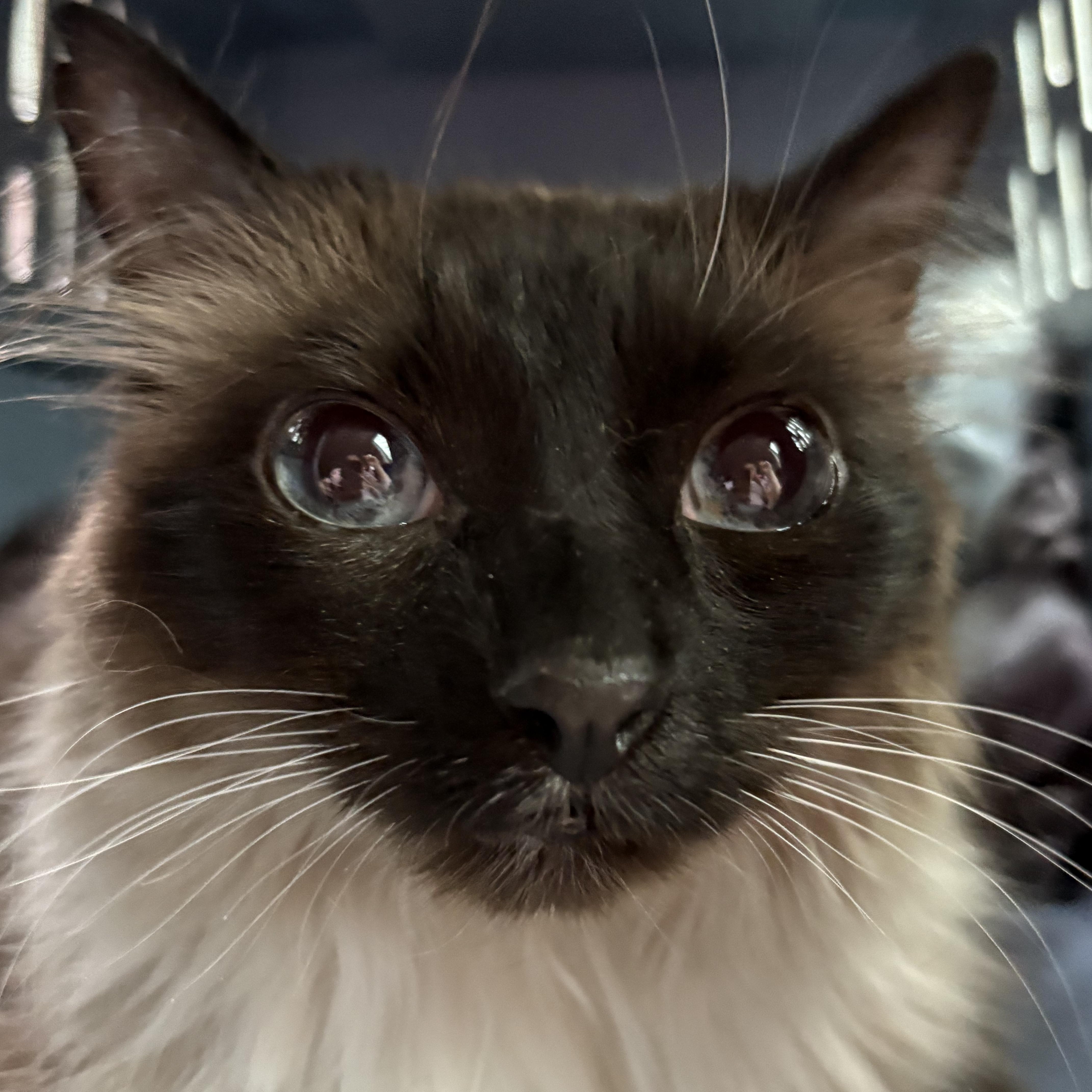 Chardonnay thumbnail 2