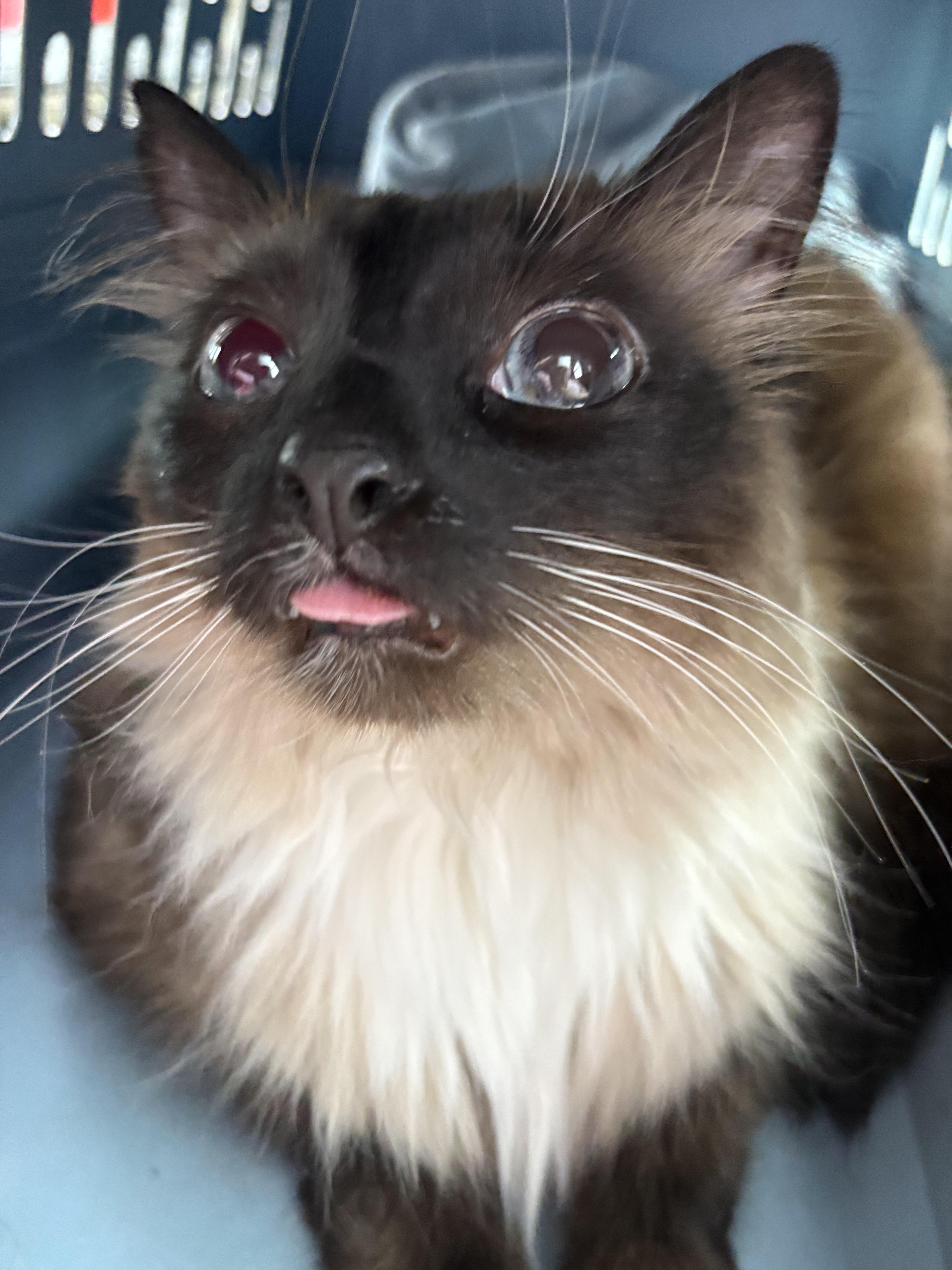 Chardonnay thumbnail 3