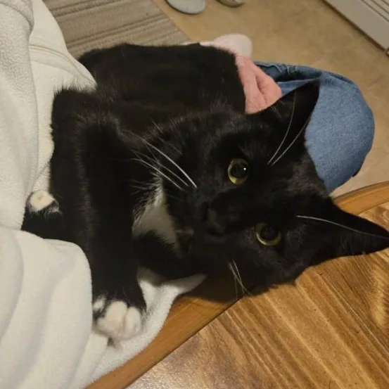 An adult medium-sized male Black & White / Tuxedo Domestic Short Hair cat named Baby . for adoption in LITTLE MOUNTAIN, SC