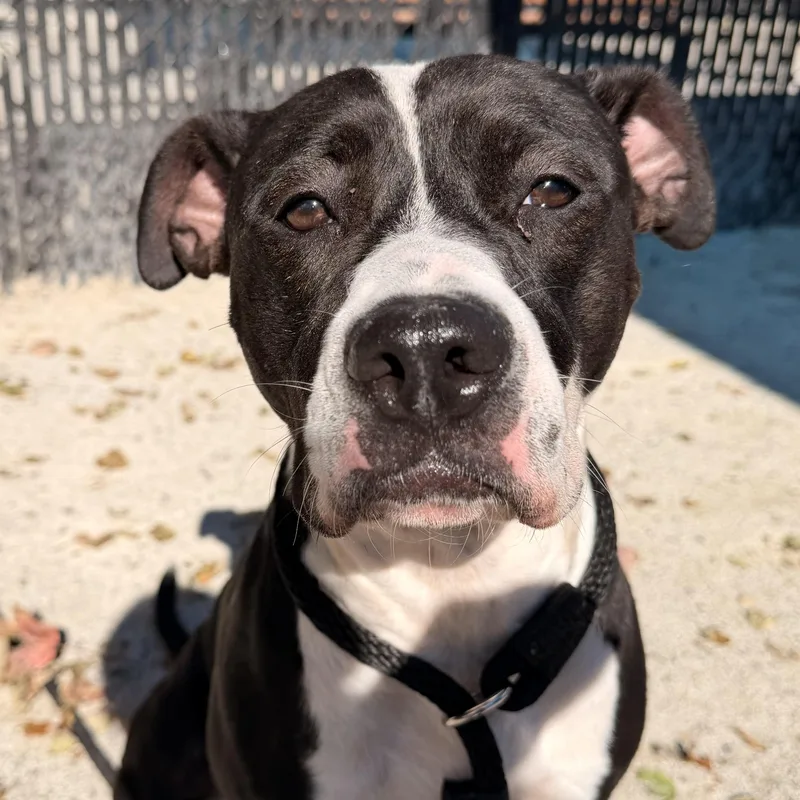 Baby Girl Luna thumbnail 5