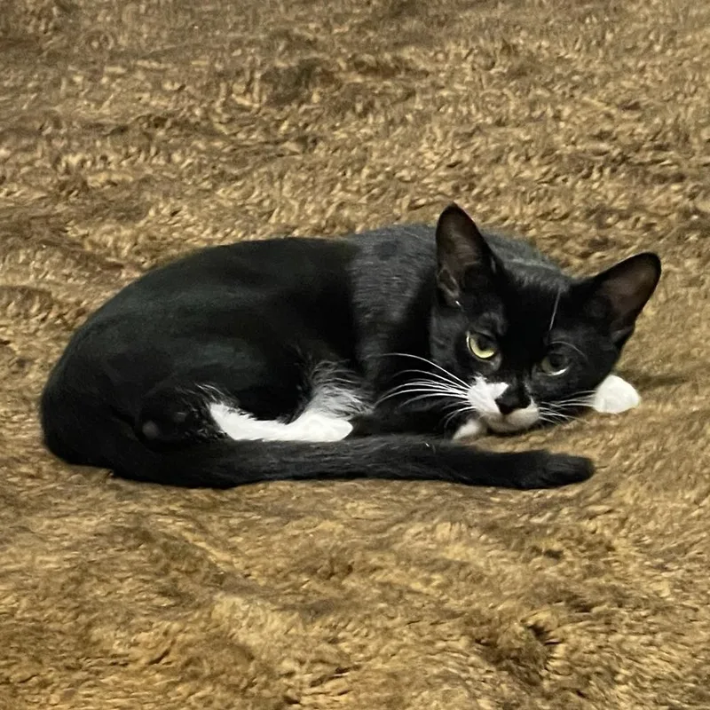 A young small-sized female Black & White / Tuxedo Domestic Short Hair cat named Bandit . for adoption in LITTLE MOUNTAIN, SC