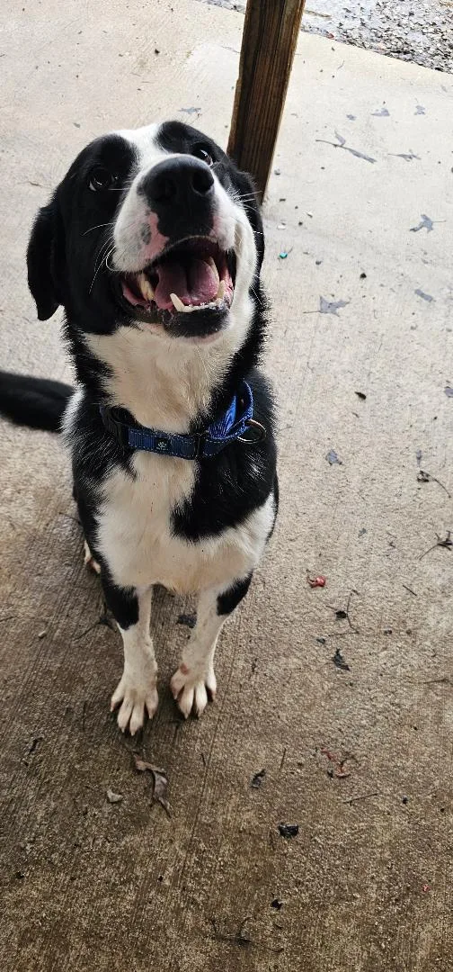 Dale Dinnamone thumbnail 2