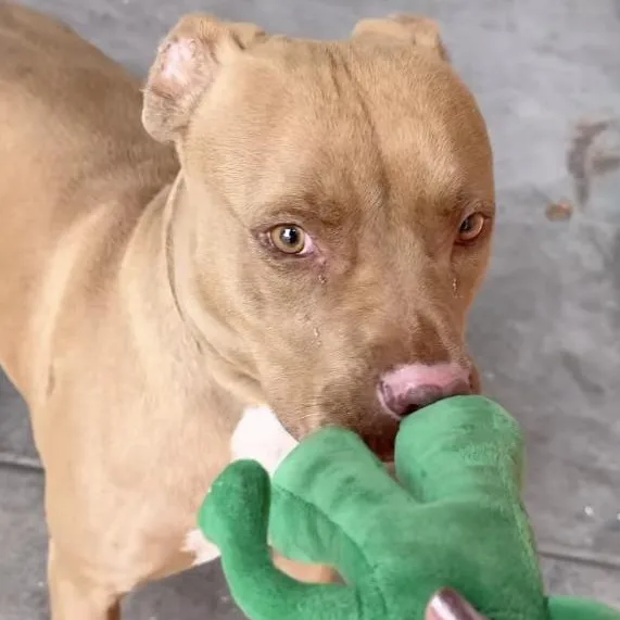 Precious thumbnail 2