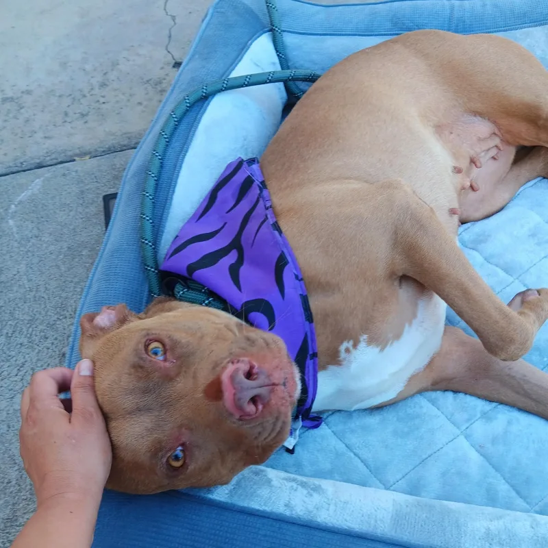 Precious thumbnail 4