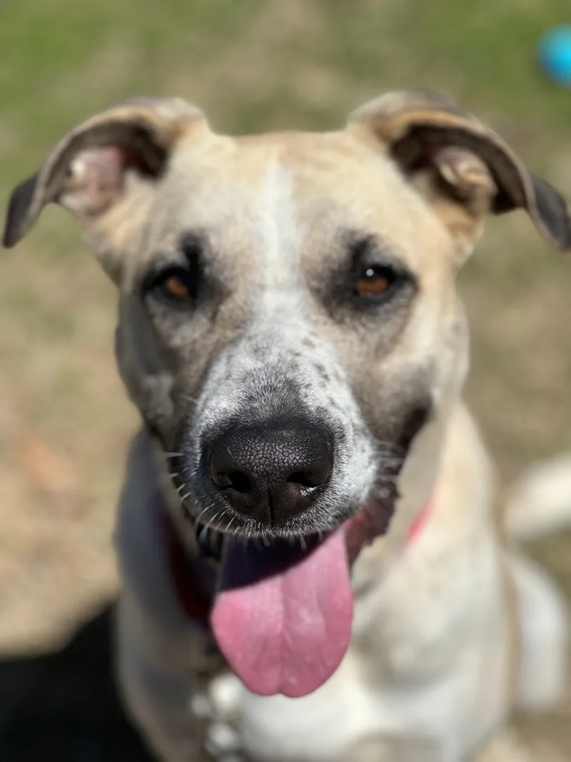 Sunflower thumbnail 4