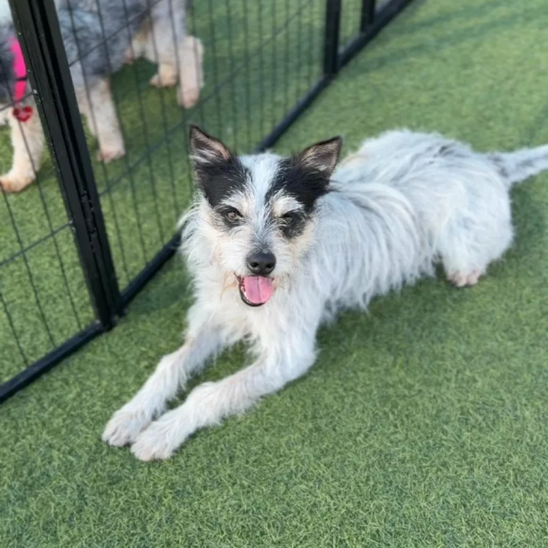 Toffee A thumbnail 3