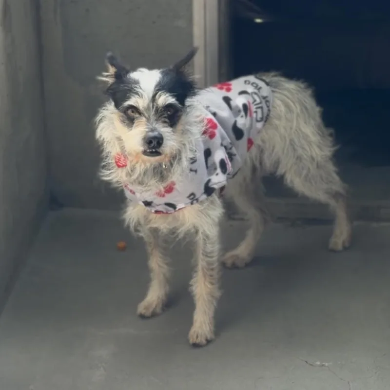 Toffee A thumbnail 5