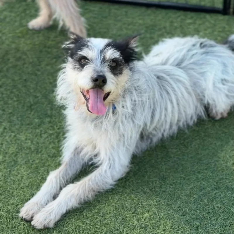 Toffee A thumbnail 6