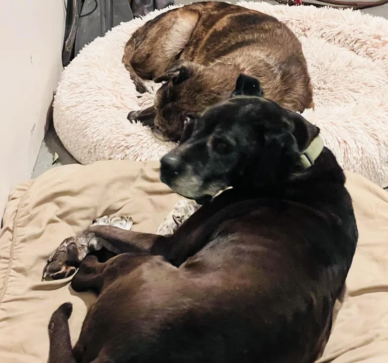 Brewster thumbnail 4