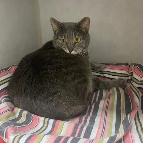 An adult medium-sized female Tabby (Gray / Blue / Silver) Domestic Short Hair cat named Shark for adoption in Fairfax, VA
