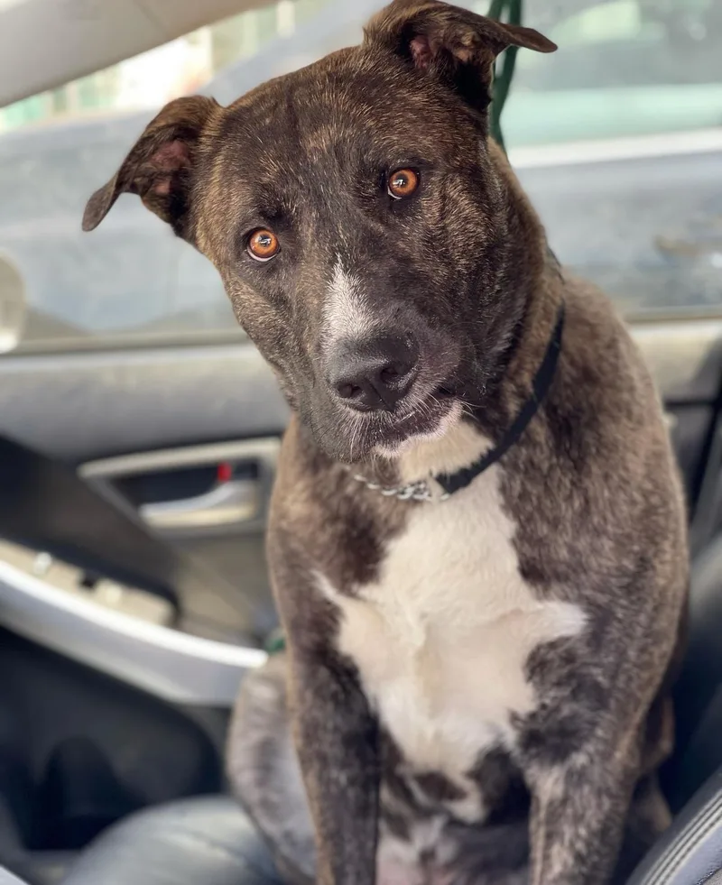 Inigo Montoya thumbnail 3