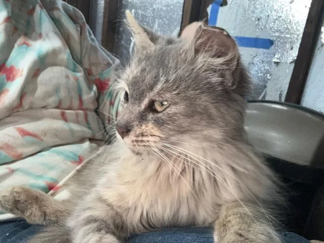 Tatelynn thumbnail 3