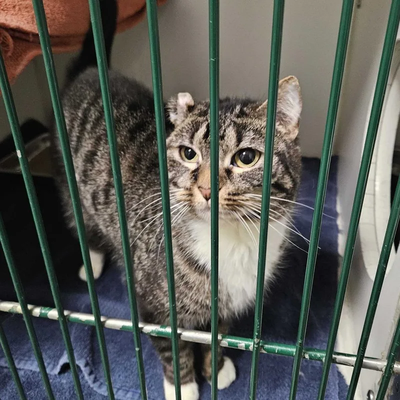 Fredrica thumbnail 3