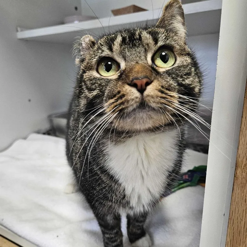 Fredrica thumbnail 4