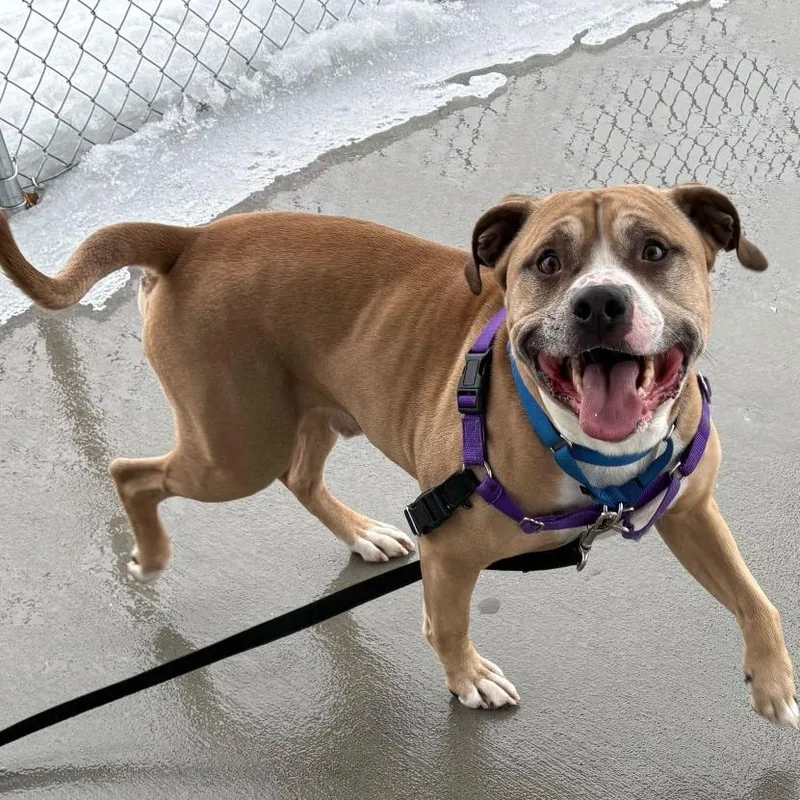 Randall Coming Soon thumbnail 3