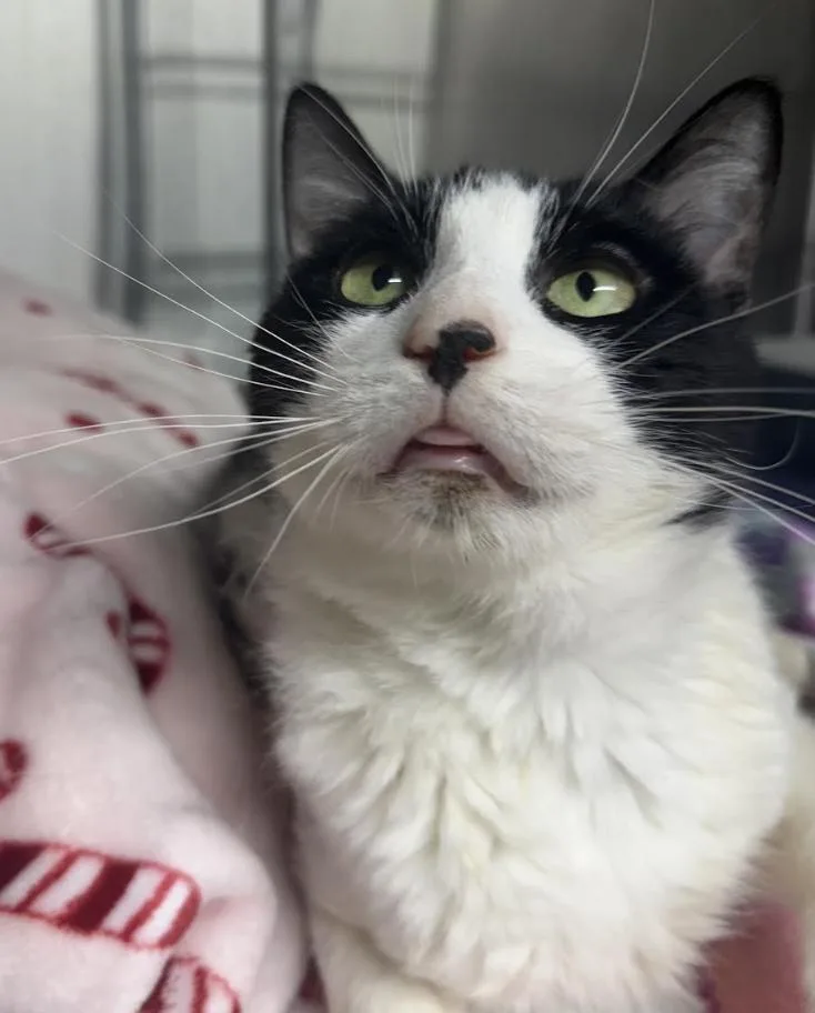 Mr. Bill thumbnail 3