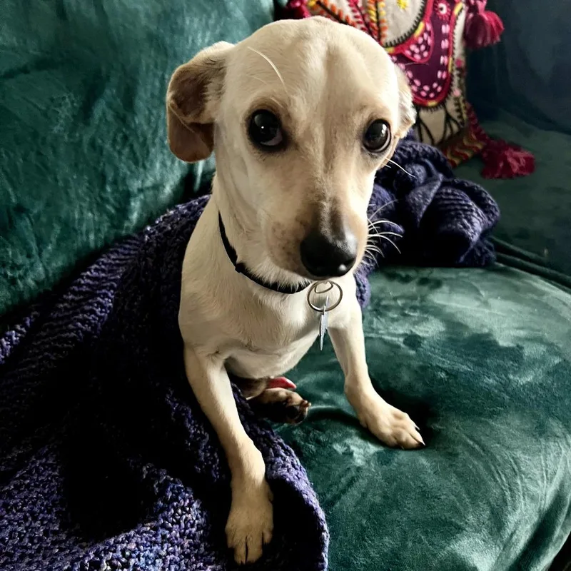 Ralph Lauren  Costa thumbnail 4