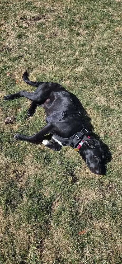 Blackhawk thumbnail 2