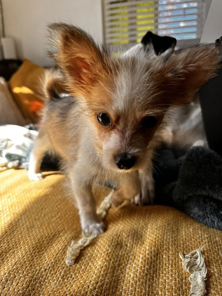 Hank Of Skyler’s Puppies