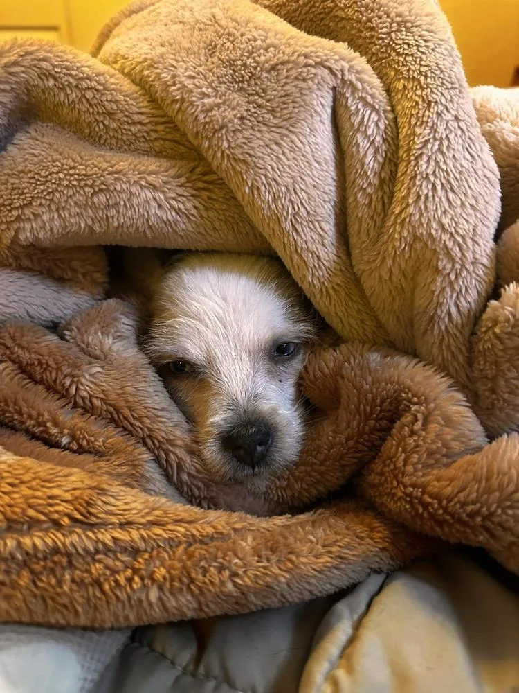 Pinky Of Skyler’s Puppies