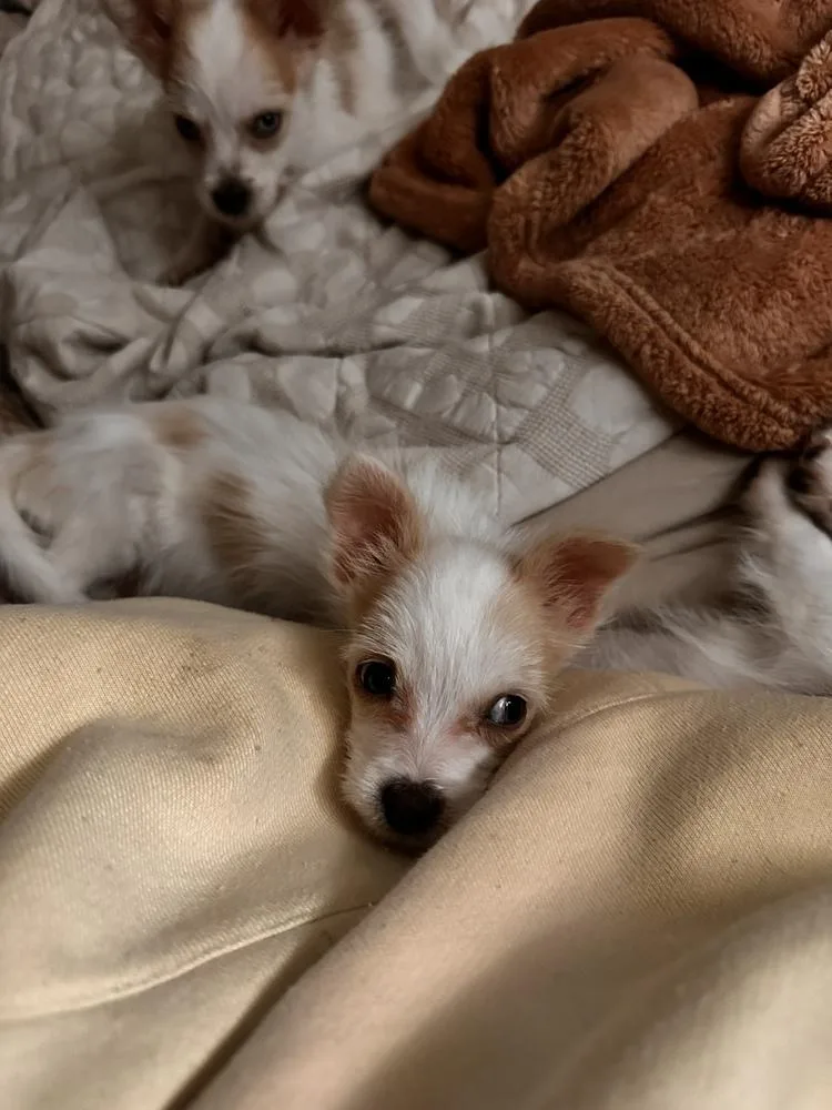 Tank Of Skyler’s Puppies