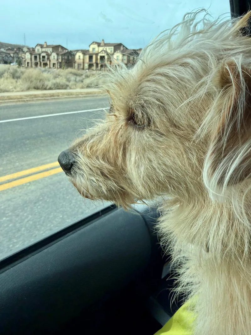 Vindaloo thumbnail 2