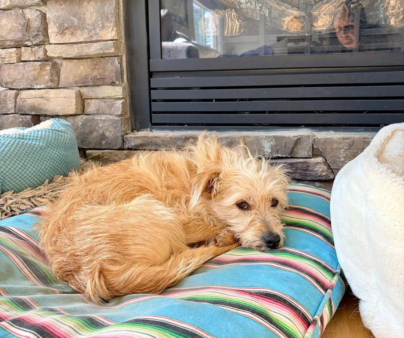 Vindaloo thumbnail 3