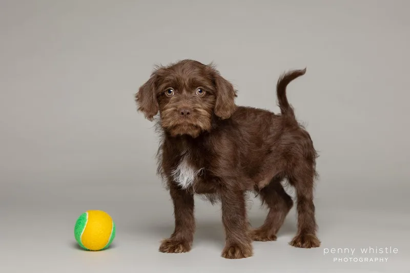 Benedict thumbnail 3