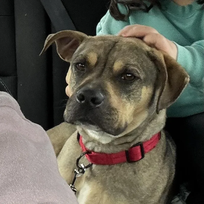 Sonny! Biggest Cuddle Bug! thumbnail 2