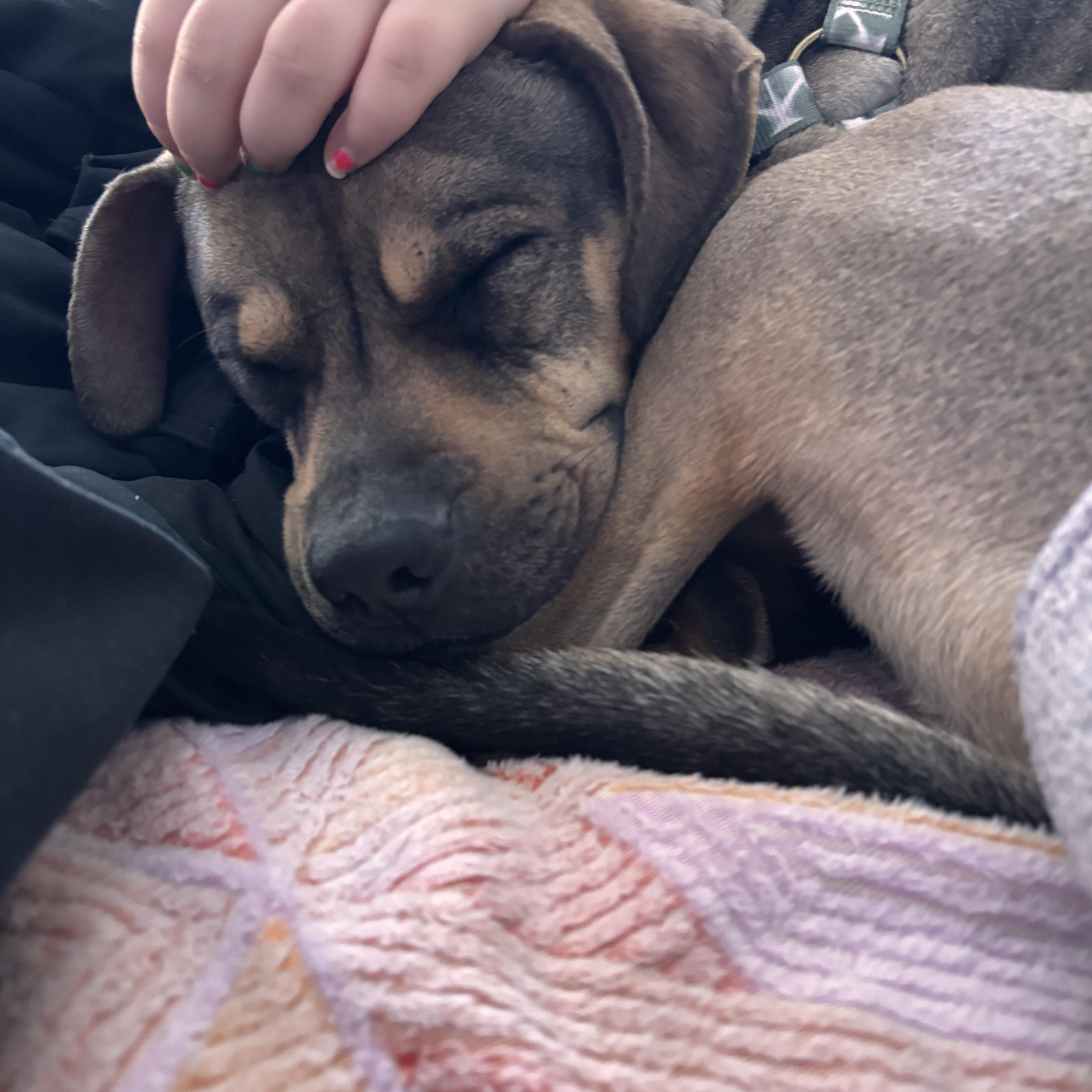 Sonny! Biggest Cuddle Bug!