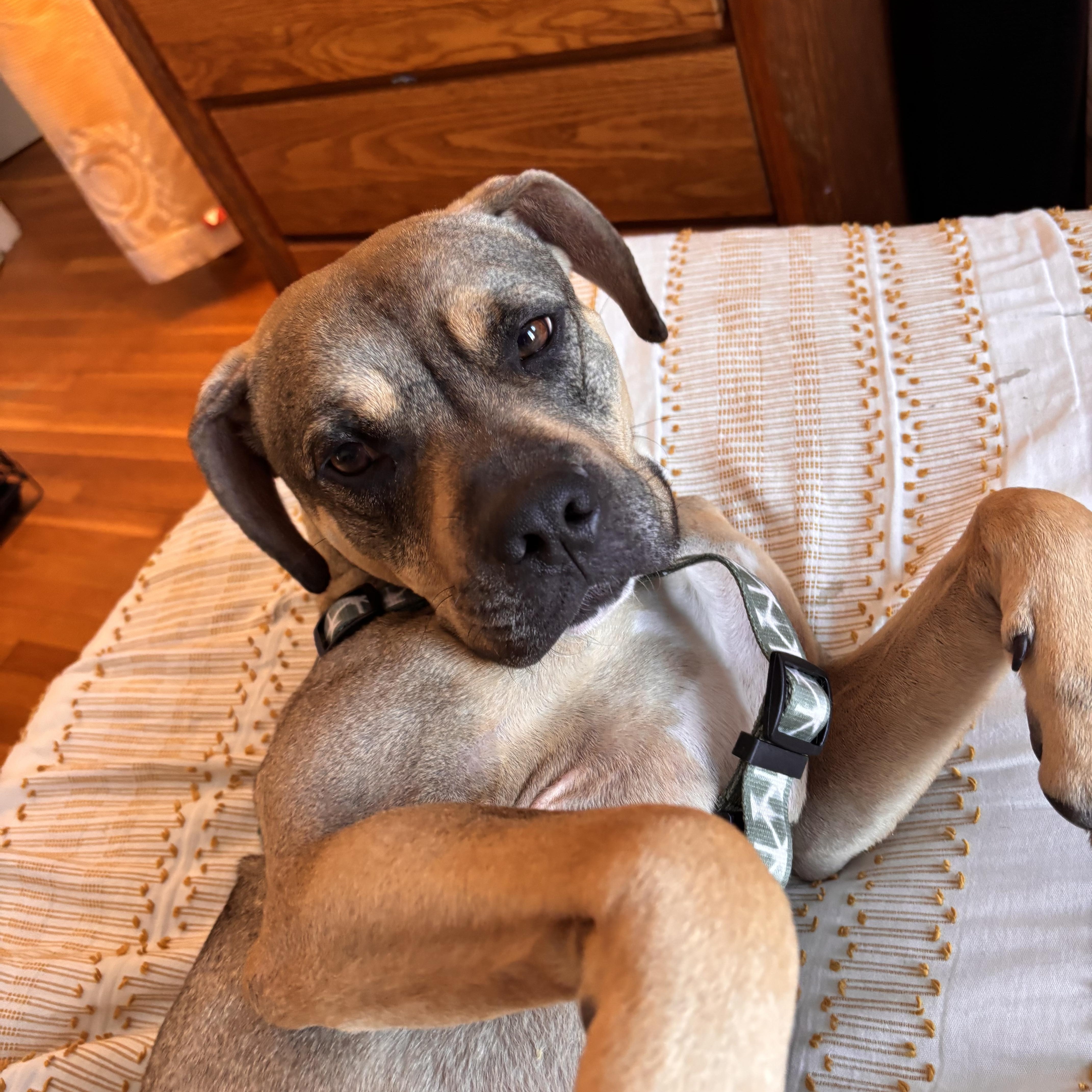 Sonny! Biggest Cuddle Bug! thumbnail 4