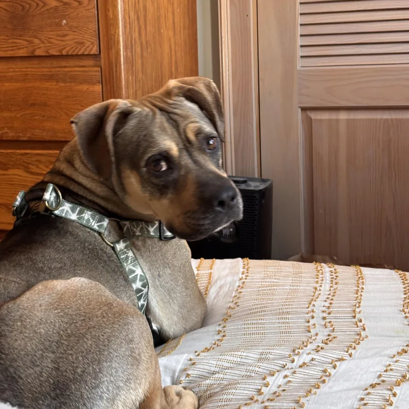 Sonny! Biggest Cuddle Bug! thumbnail 6