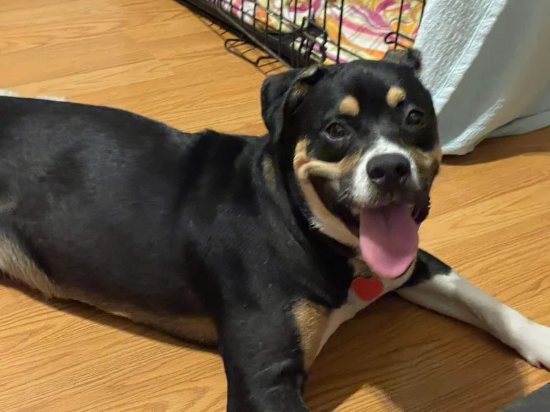 A young large-sized female Tricolor (Brown, Black, & White) Rottweiler dog named Stevie for adoption in Wantagh, NY
