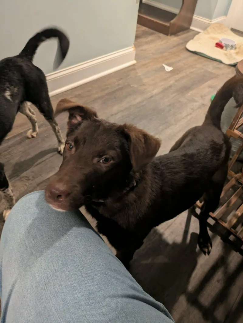 Josephine thumbnail 2