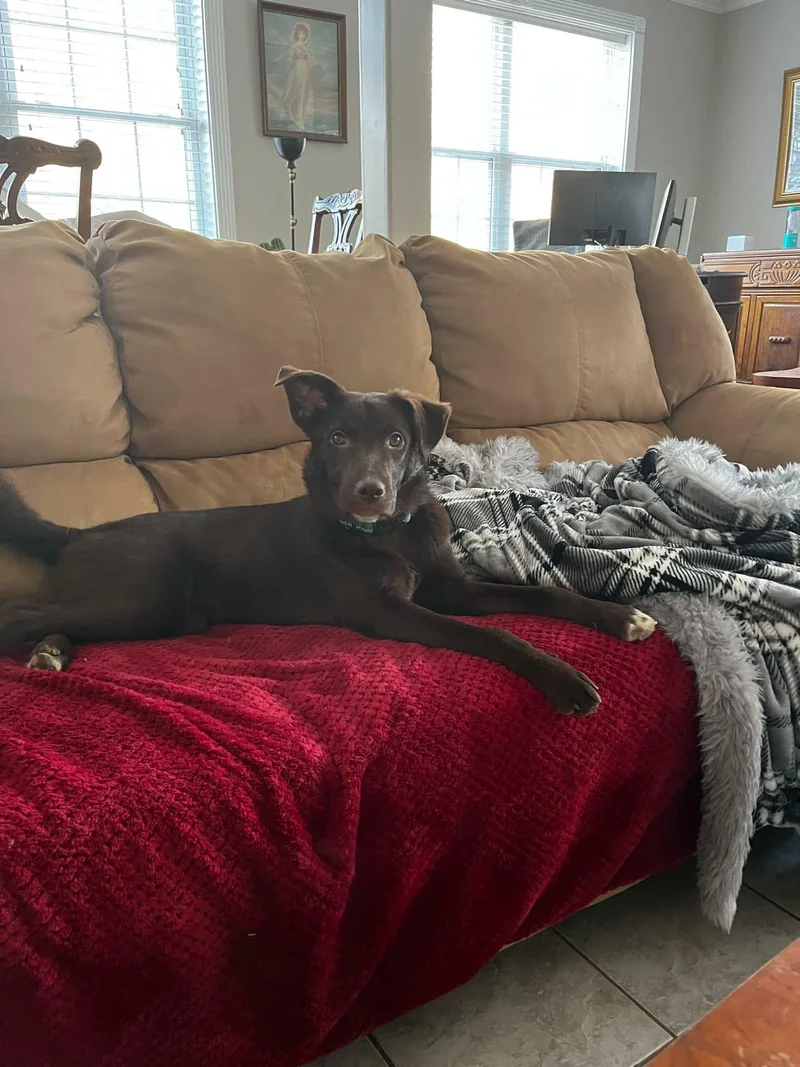 Josephine thumbnail 4