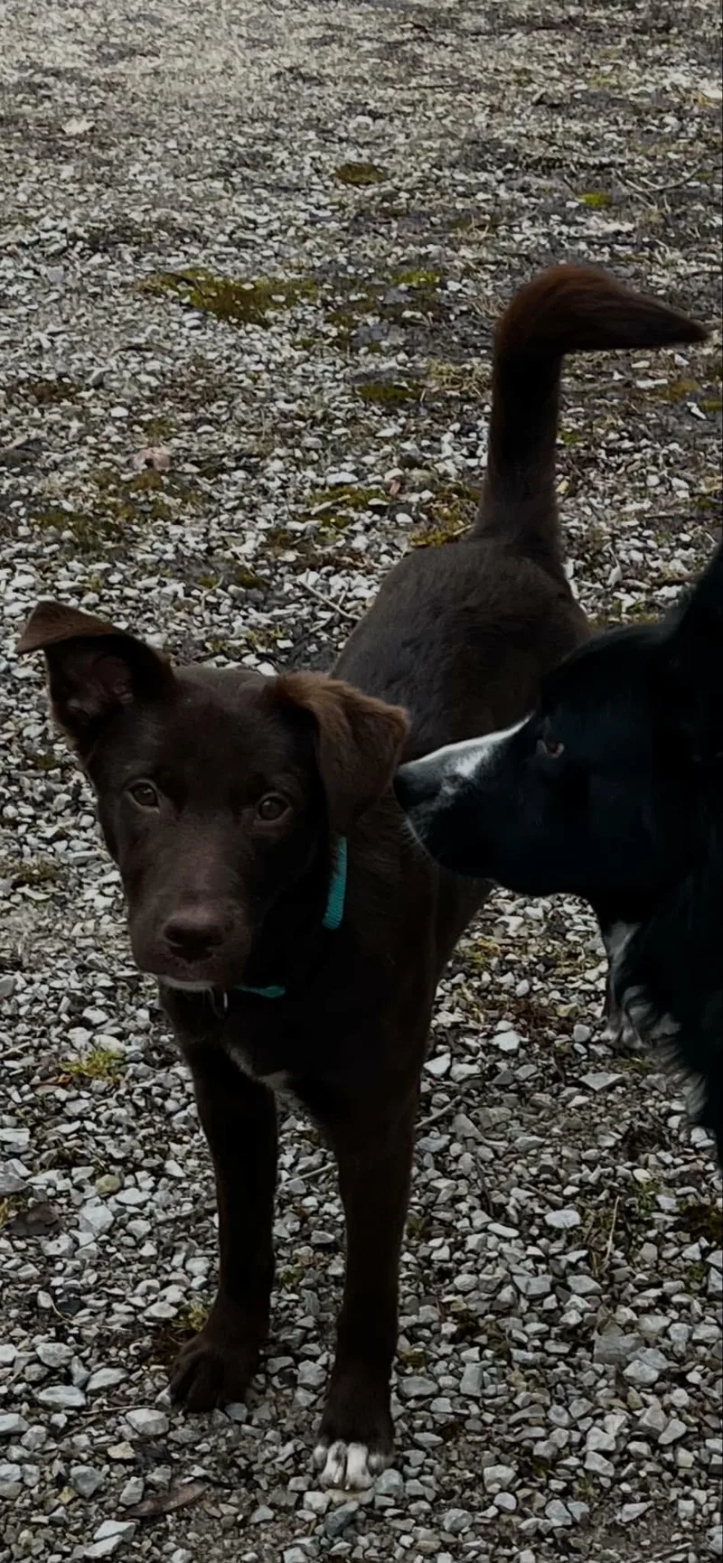 Josephine thumbnail 5