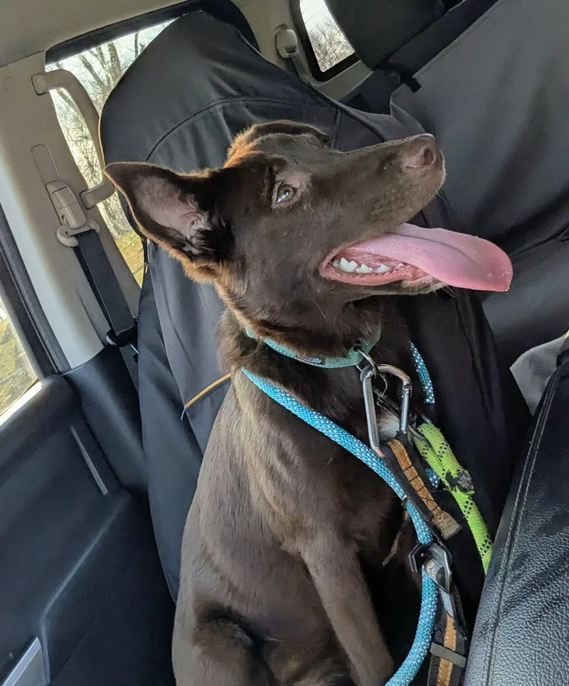 Josephine thumbnail 6