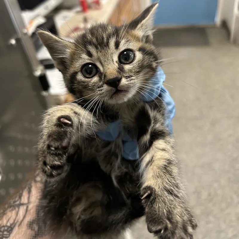 Jack O' Lantern thumbnail 2