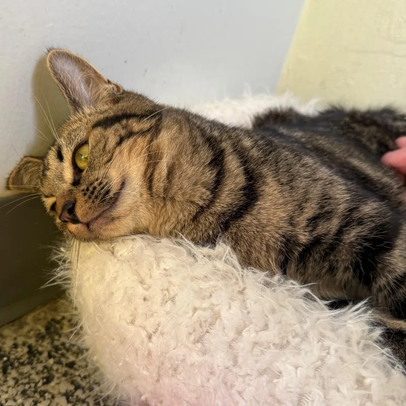 Jack O' Lantern thumbnail 3