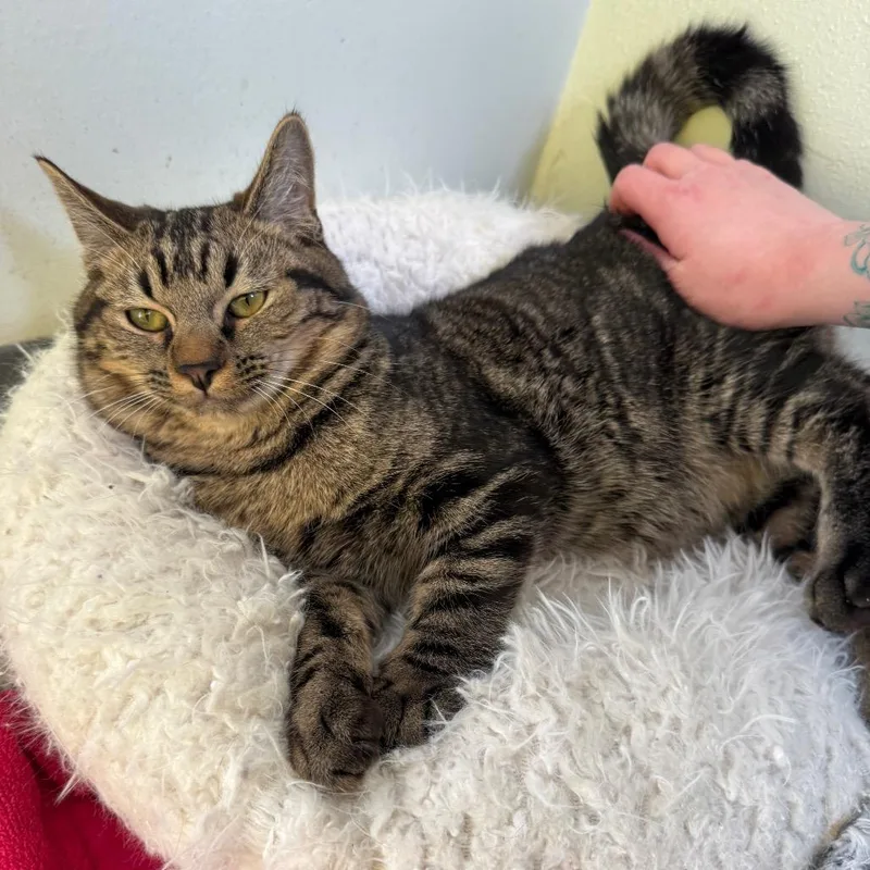 Jack O' Lantern thumbnail 4