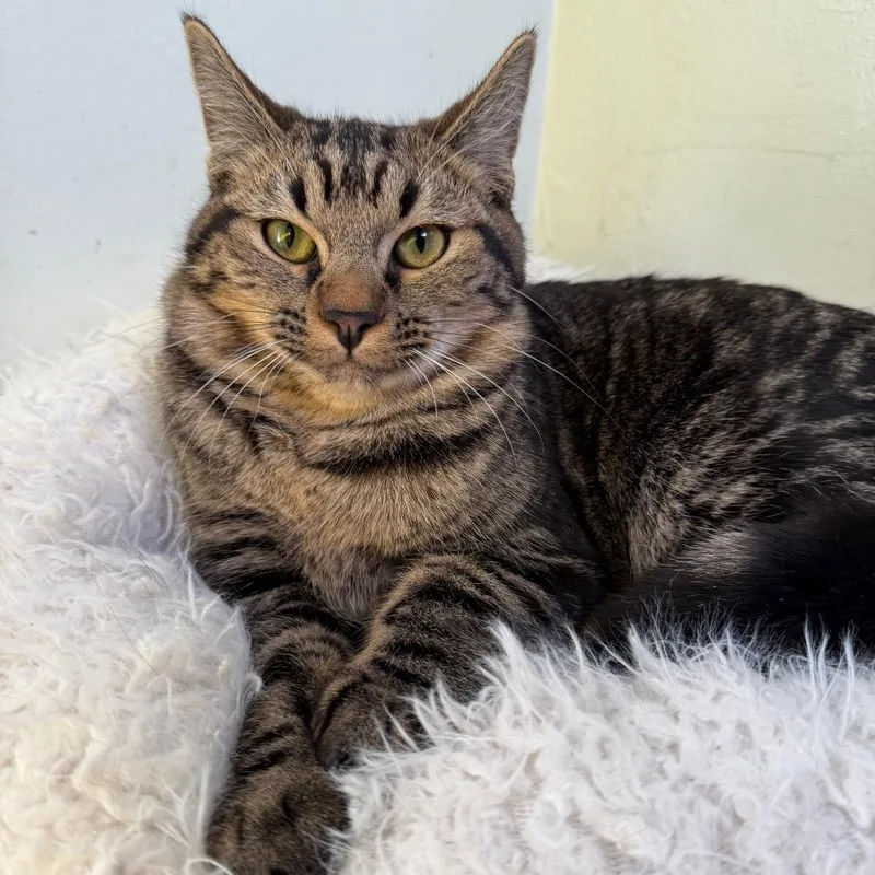 Jack O' Lantern thumbnail 5